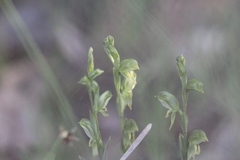 Pterostylis smaragdyna