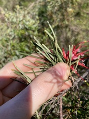 Grevillea pinaster