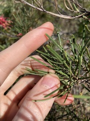 Grevillea pinaster