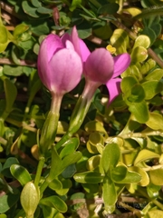Centaurium portense
