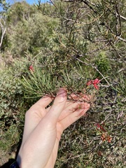 Grevillea pinaster