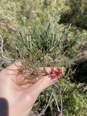 Grevillea pinaster