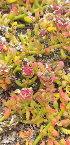 Image of Mesembryanthemum paulum by (c) kevin koen, some rights reserved (CC BY-SA)