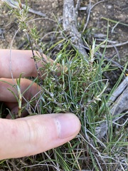 Laxmannia sessiliflora