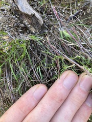 Laxmannia sessiliflora