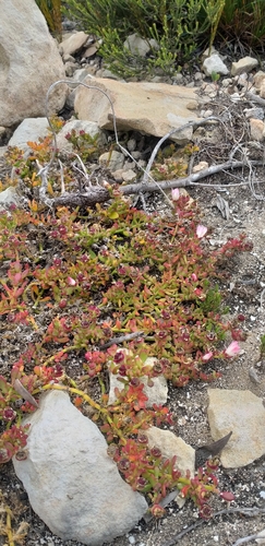 Image of Mesembryanthemum paulum by (c) kevin koen, some rights reserved (CC BY-SA)