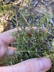 Laxmannia sessiliflora