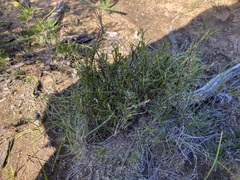 Laxmannia sessiliflora