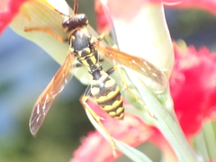Polistes dominula