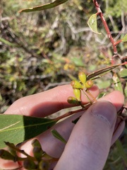 Eucalyptus blaxellii