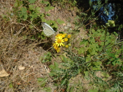 Pieris napi