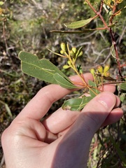 Eucalyptus blaxellii