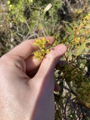 Eucalyptus blaxellii