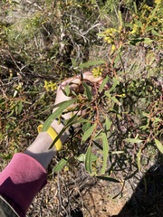 Eucalyptus blaxellii