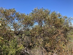 Eucalyptus blaxellii