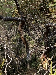 Eucalyptus blaxellii