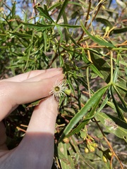 Eucalyptus blaxellii