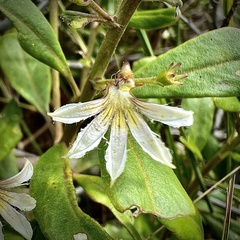 Scaevola montana
