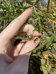 Eucalyptus blaxellii