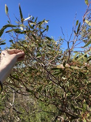 Eucalyptus blaxellii