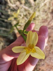 Moraea pallida