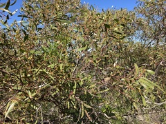 Eucalyptus blaxellii