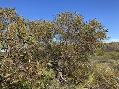 Eucalyptus blaxellii