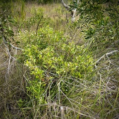 Scaevola montana