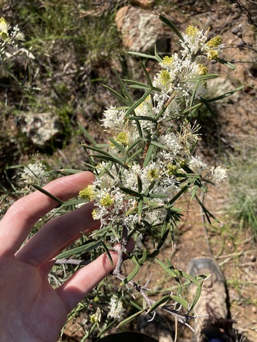 Grevillea triloba thumbnail