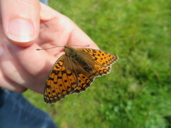 Argynnis niobe