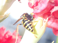 Polistes dominula