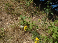Pieris napi