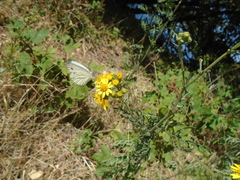 Pieris napi