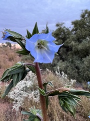 Trichodesma zeylanicum