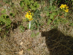 Pieris napi