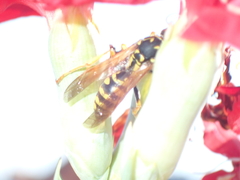 Polistes dominula