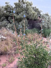 Trichodesma zeylanicum