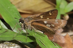 Pithauria marsena