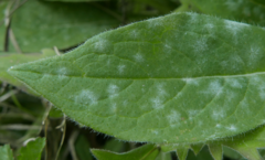 Erysiphe knautiae