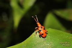 Lema quadripunctata