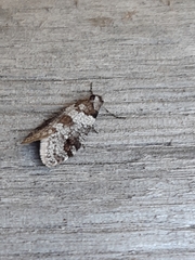 Lepidoscia heliochares