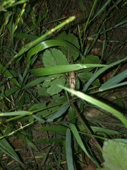 Xestophrys javanicus