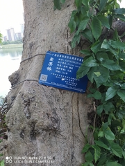 Ficus racemosa