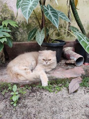 Felis catus