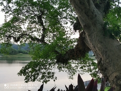 Ficus racemosa