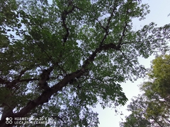 Ficus racemosa