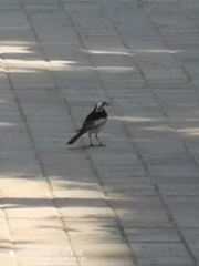 Motacilla alba