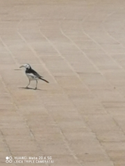 Motacilla alba