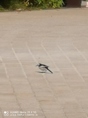 Motacilla alba