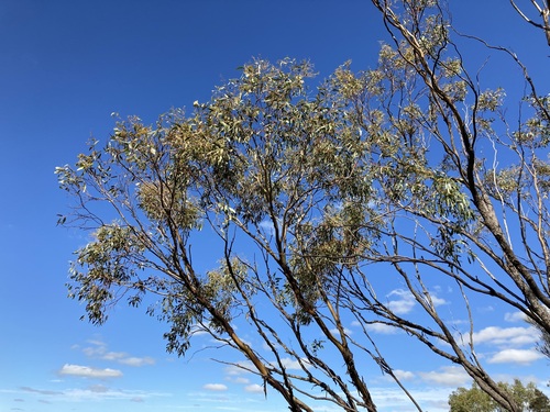 Image of Eucalyptus loxophleba by (c) Thomas Mesaglio, some rights reserved (CC BY)
